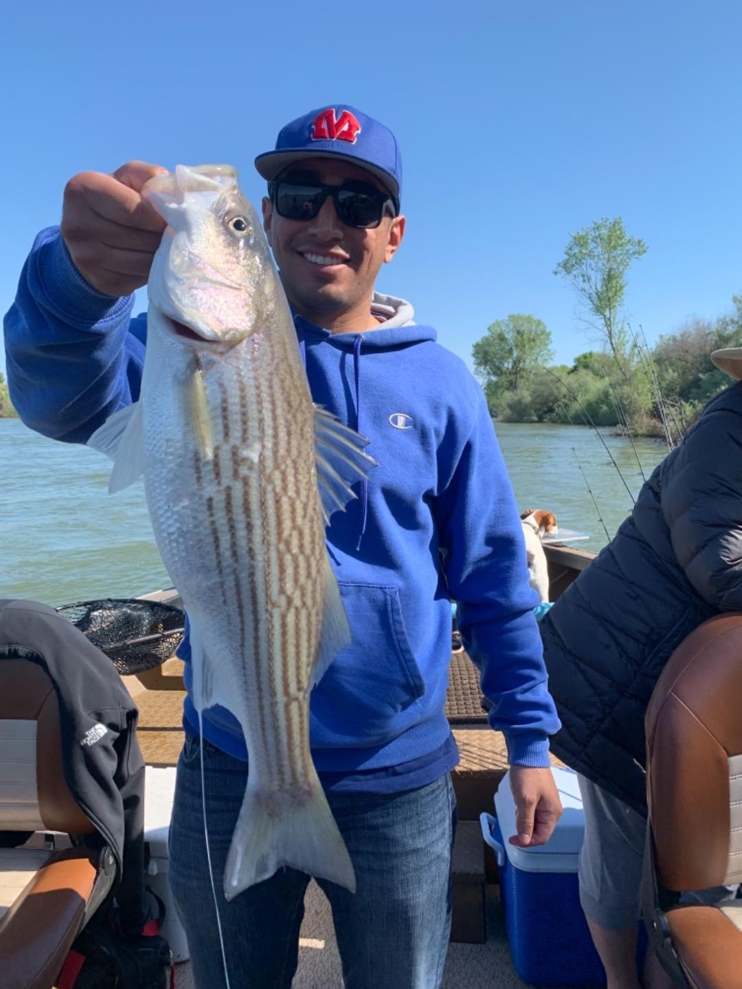 Feather River striped bass!!