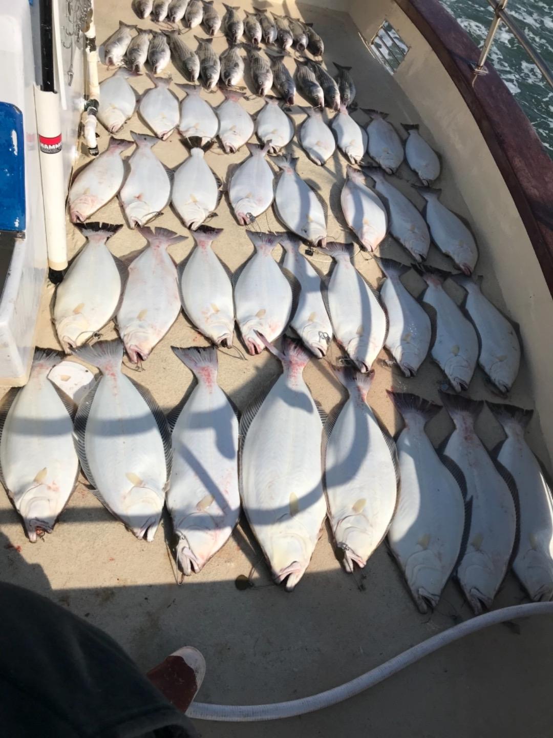 Halibut and bass action 