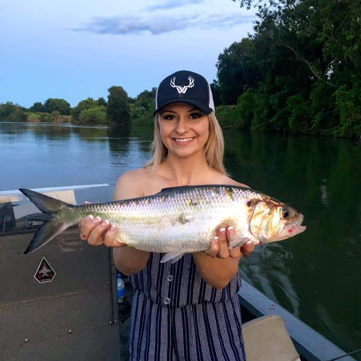 Shad Moving into The Sacramento River System