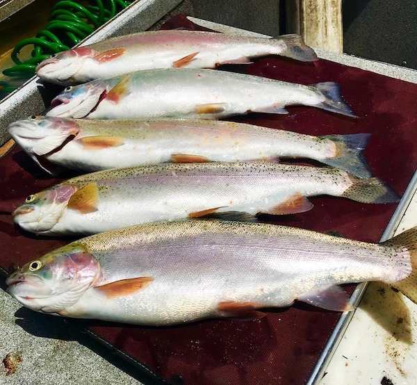 5 Fatty Rainbows 