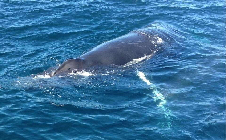 Farallon Islands and Whales...