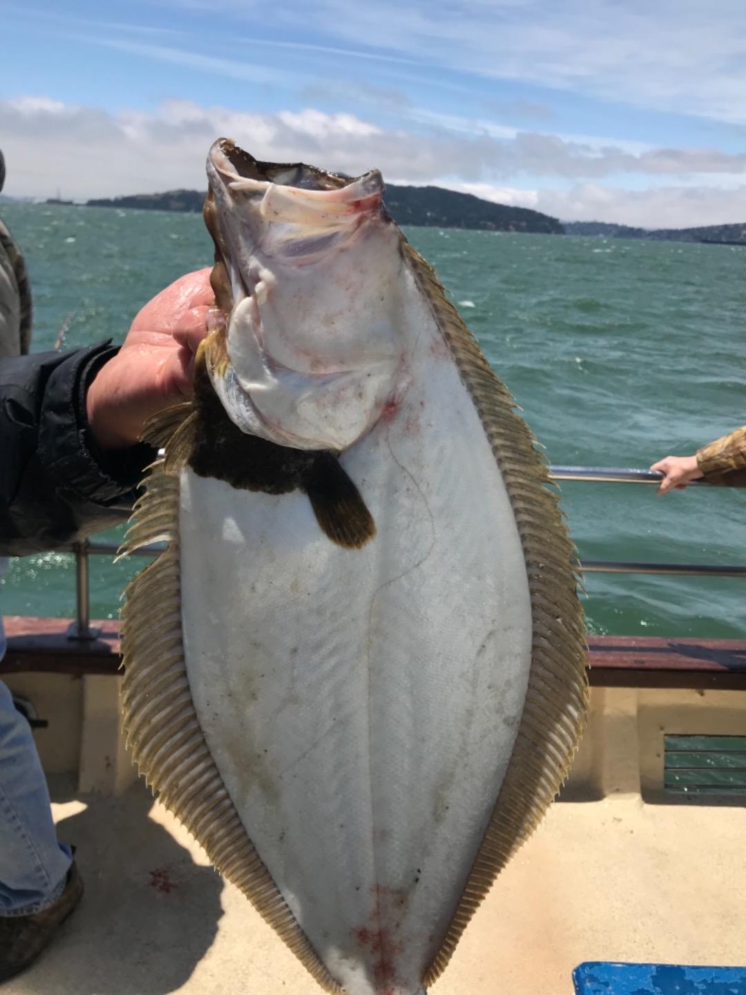 Halibut in the bay