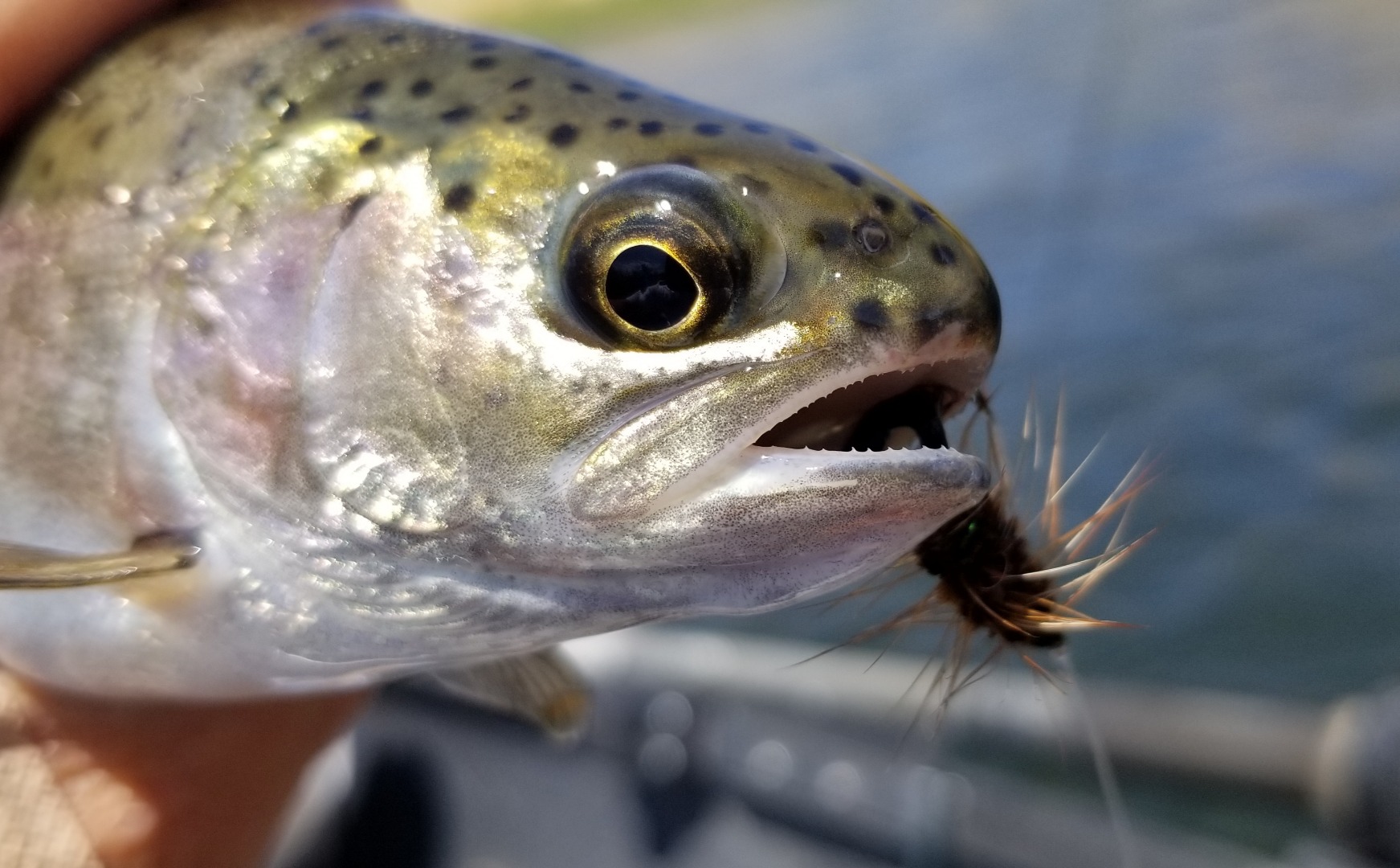 Fishing the Klamath on fly twitch