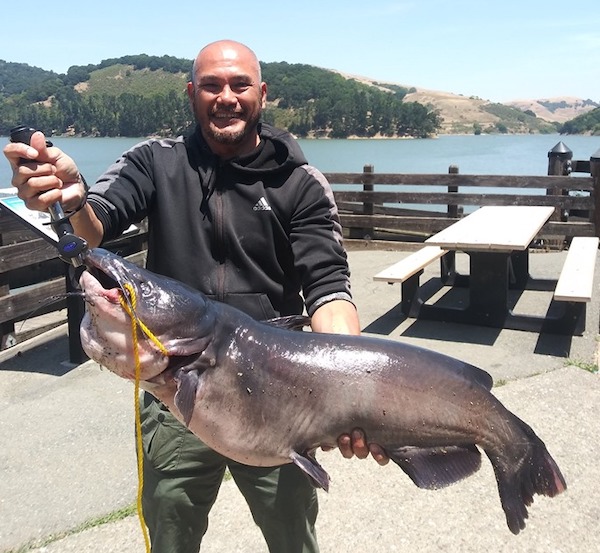 28 Lb. Catfish