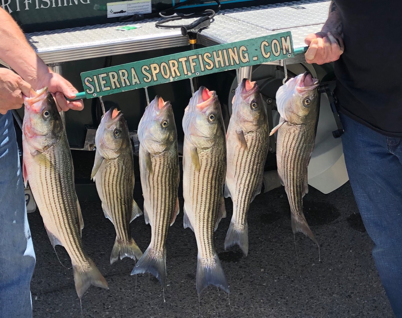 Hard Fighting Stripers 