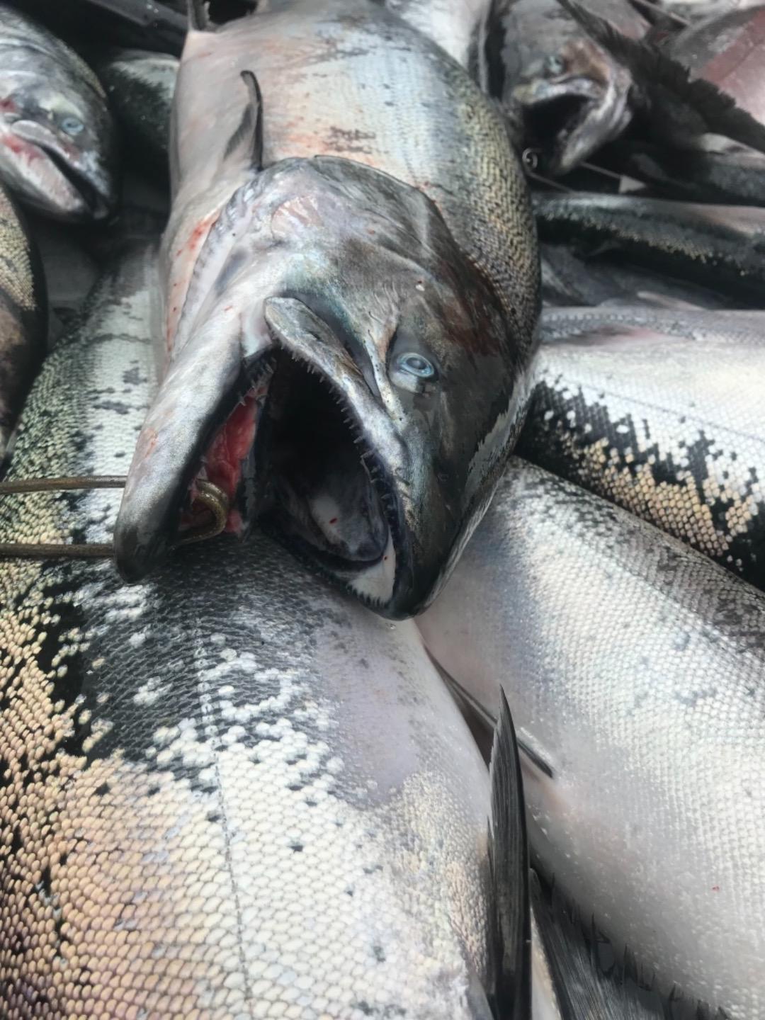 Wide open salmon bite for the Yuba City Fire Department 