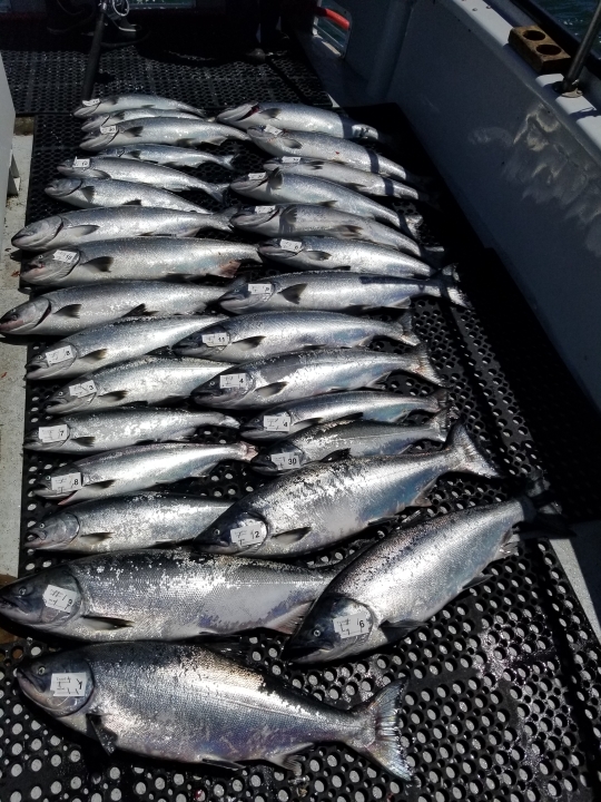 TigerFish Salmon Limits