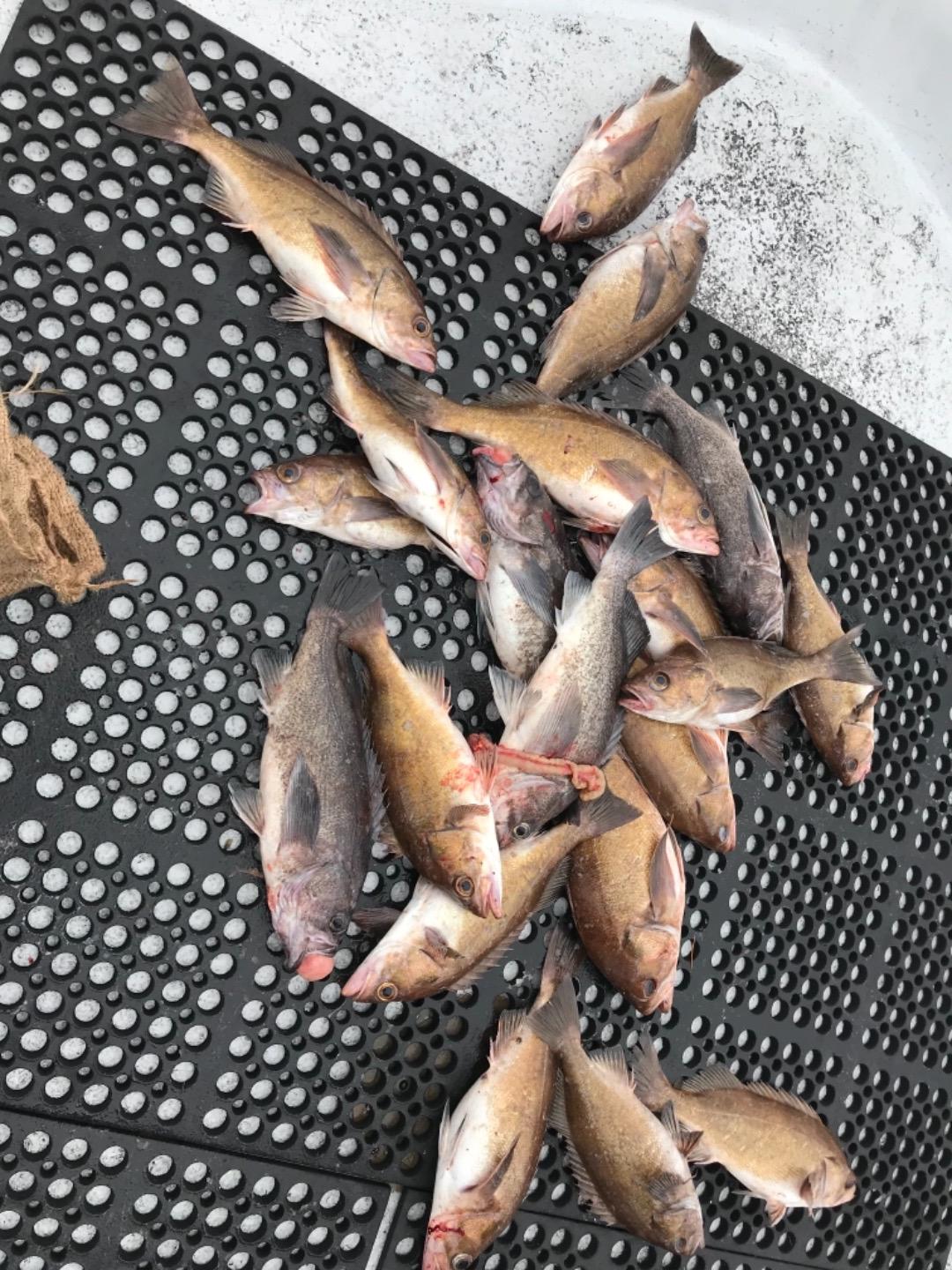 TigerFish Island Rockfishing