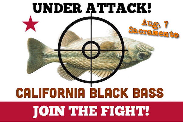 California Bass Under Attack