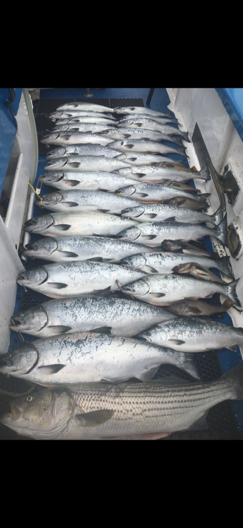 Pedro point salmon fishing 