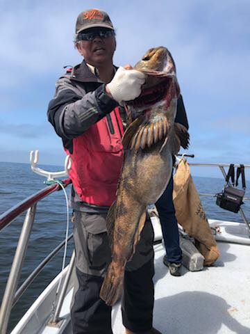Lingcod up to 28 Pounds!