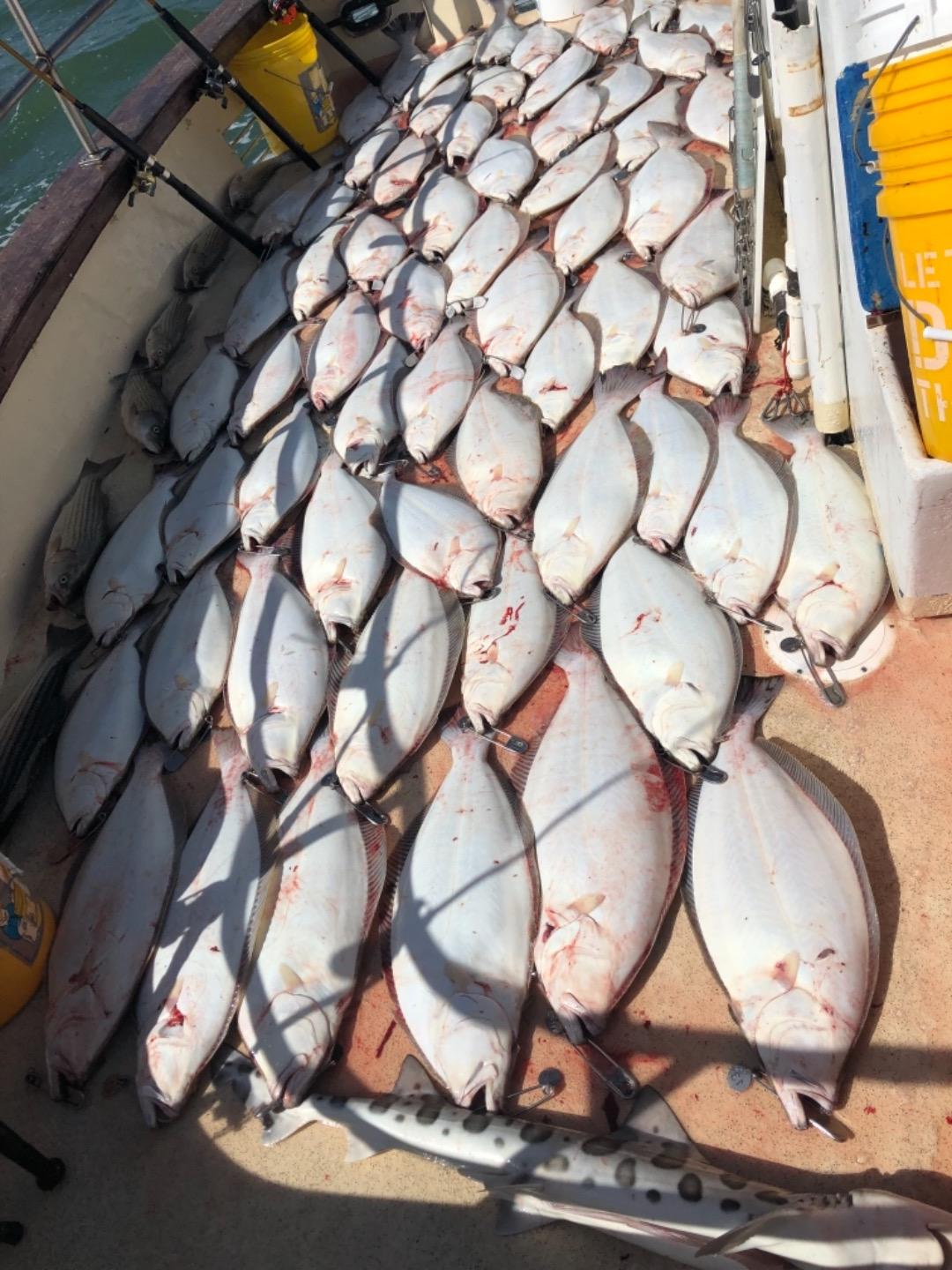 Great halibut action 