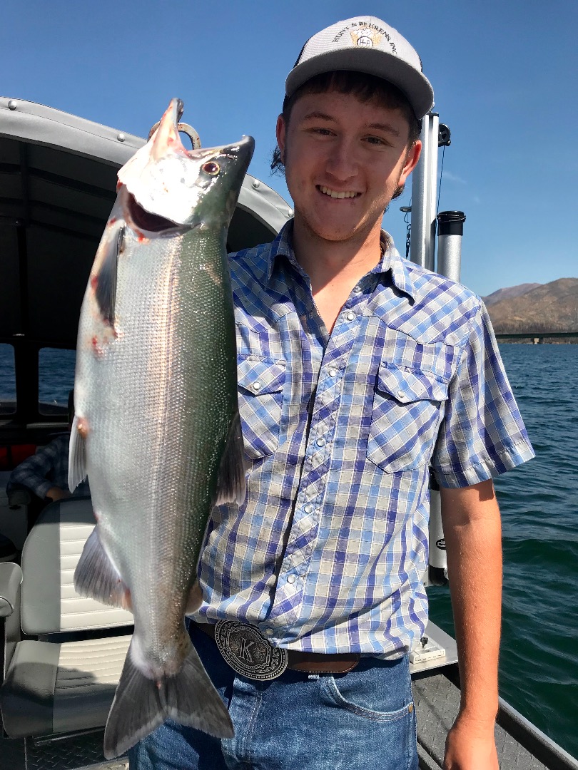 Whiskeytown Kokanee showing in big numbers.