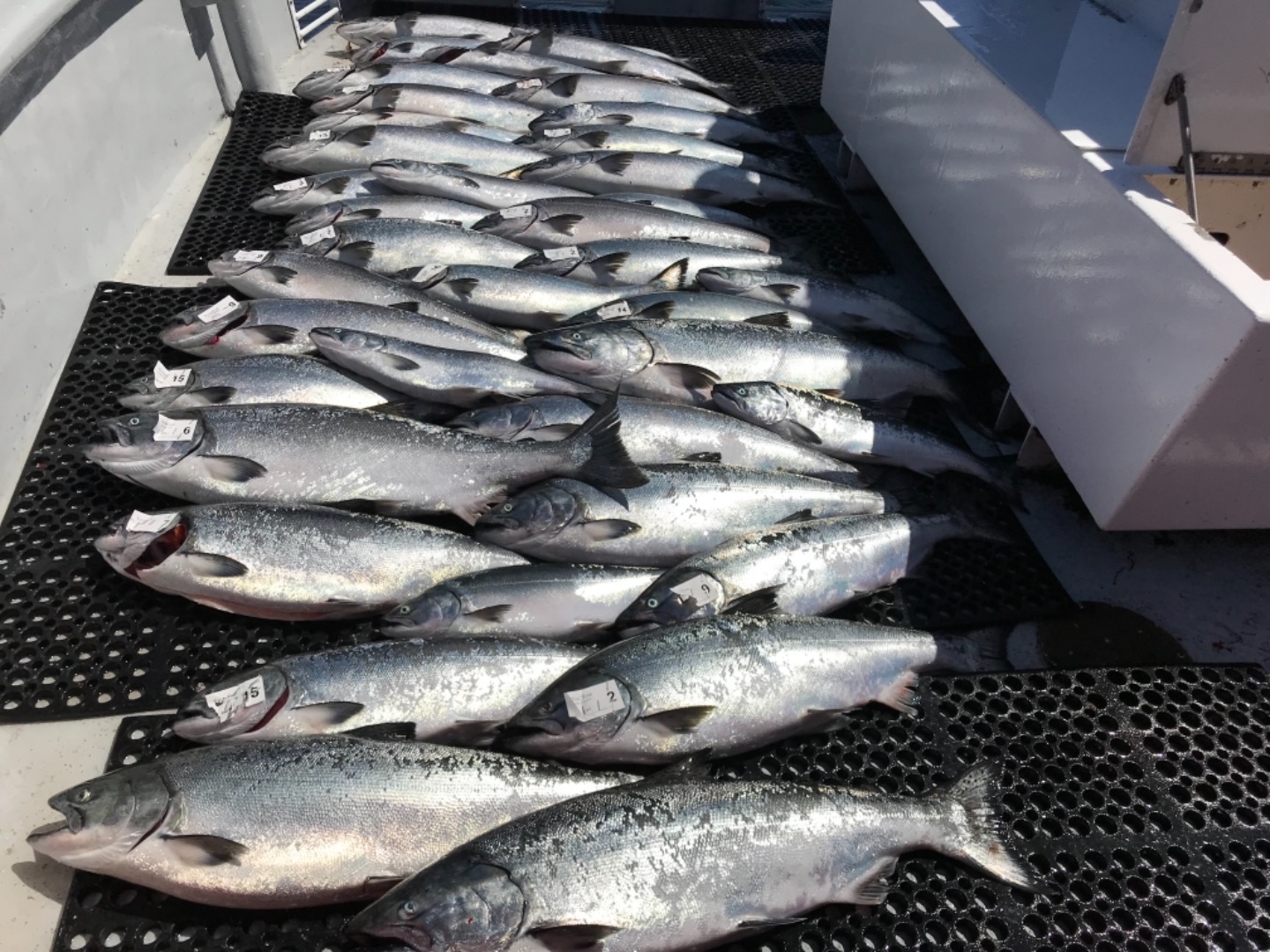 TigerFish Salmon Limits