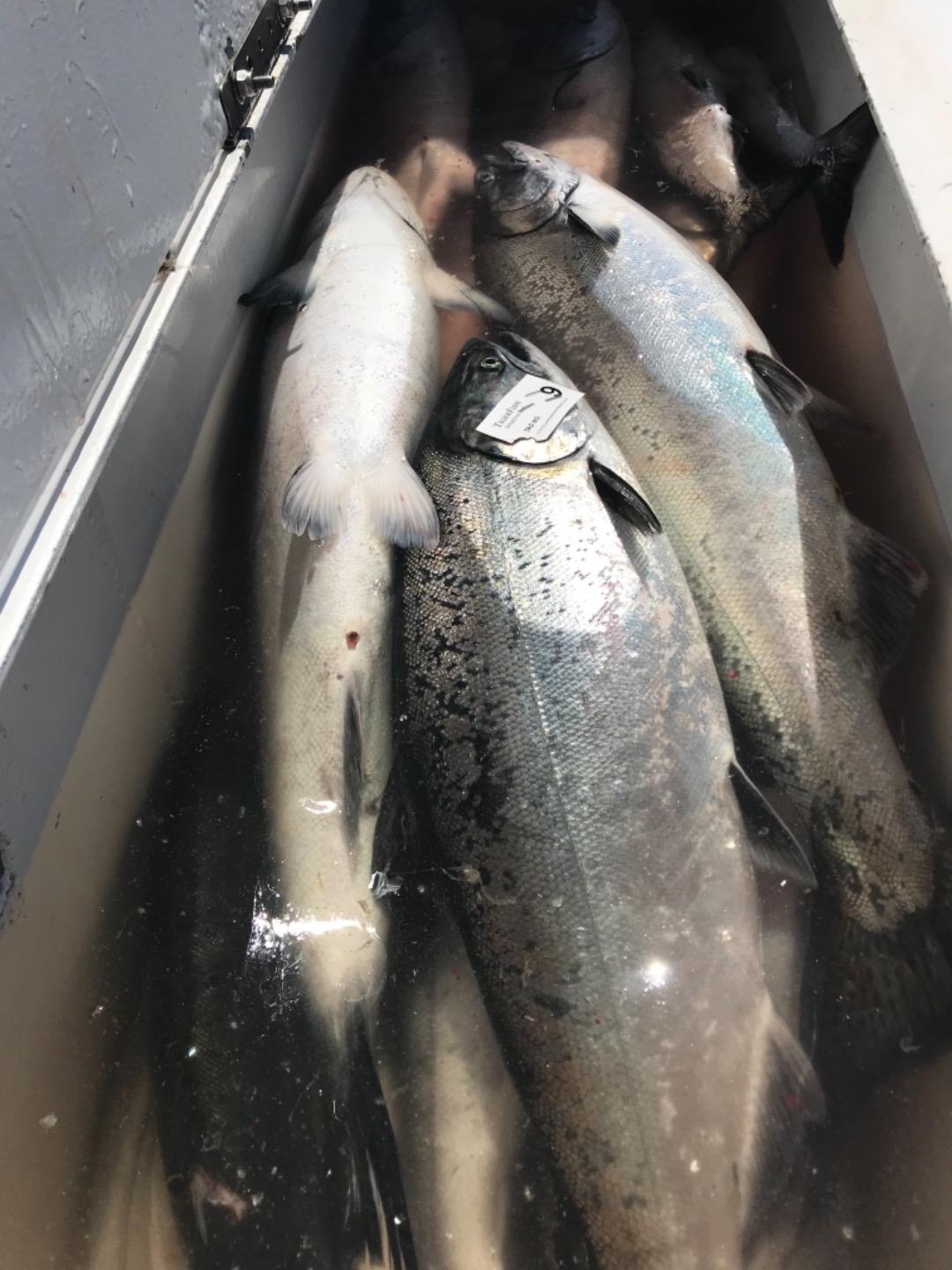 Spectacular Salmon Fishing Continues