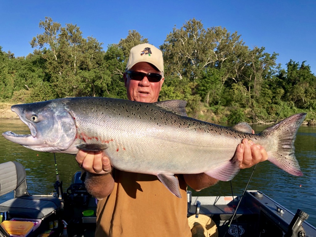 Lower Sac Salmon slowly filling the holes now!