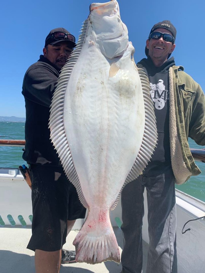 Halibut Up to 50 Pounds!