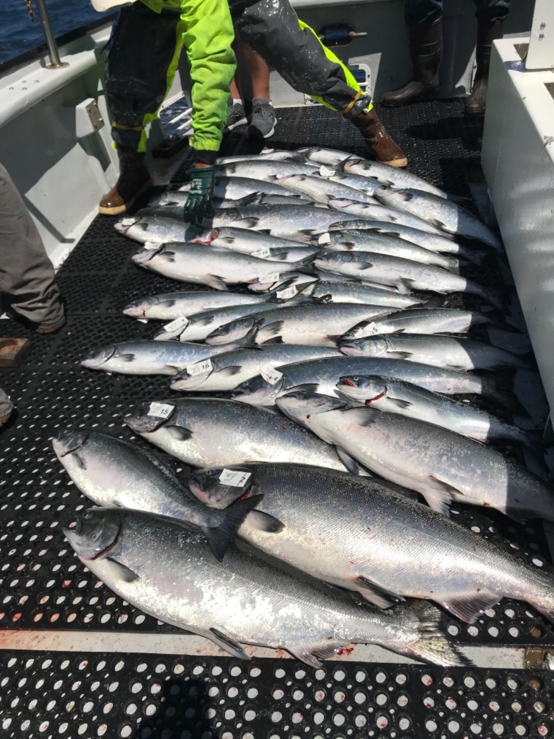 TigerFish Salmon Limits