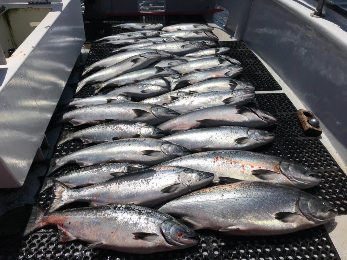 Fleet Salmon Limits!