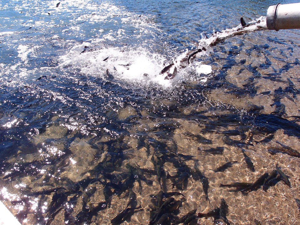 Shaver Lake Fish Report - Shaver Lake CA Fresno County 