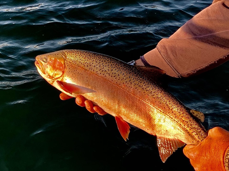 Early Morning Rainbow Hunting