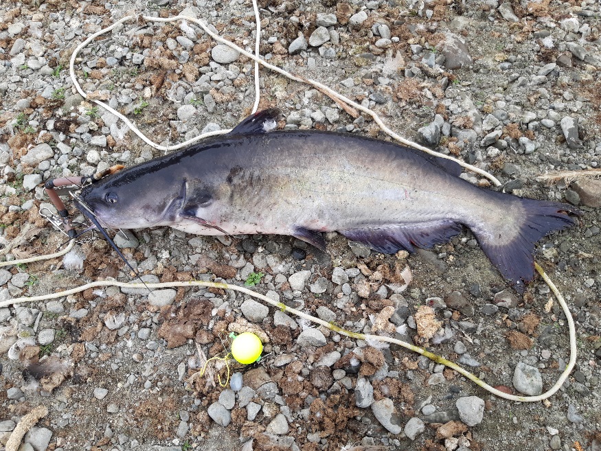 Horseshoe Lake Fishing Report