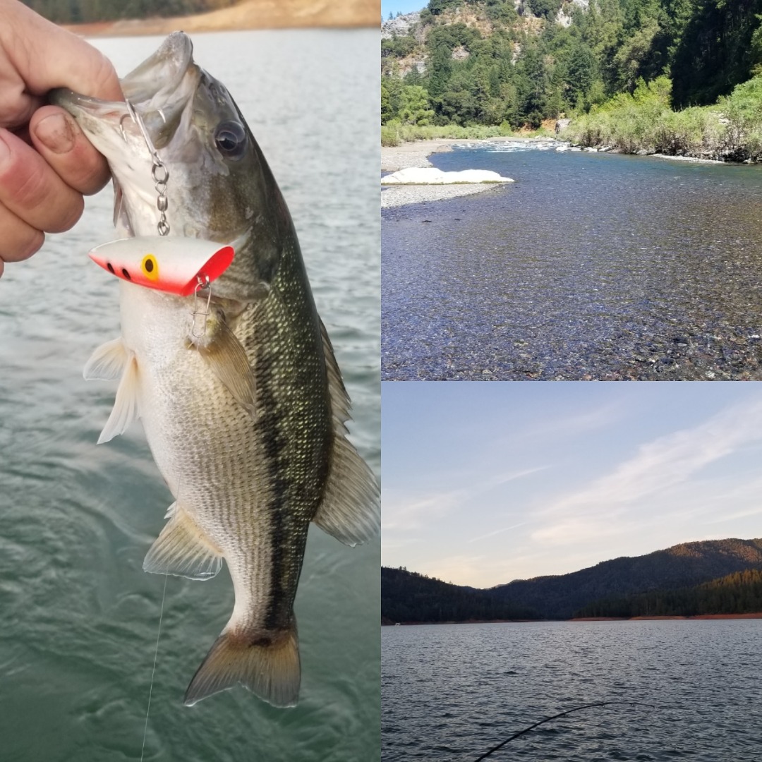 Bass on fire - Shasta Lake