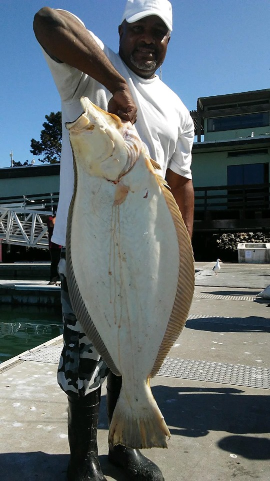 Halibut up to 28 Pounds!