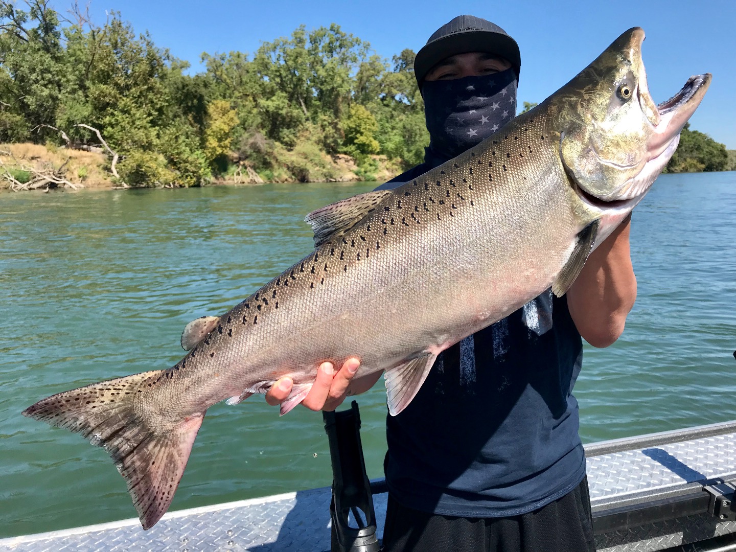 Sac River chrome in our nets today!