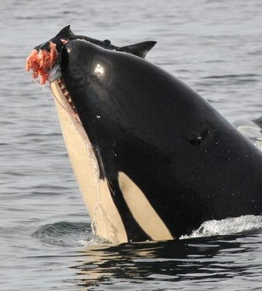 Killer Whale Declines and How They Could Affect Ocean Salmon Fishing