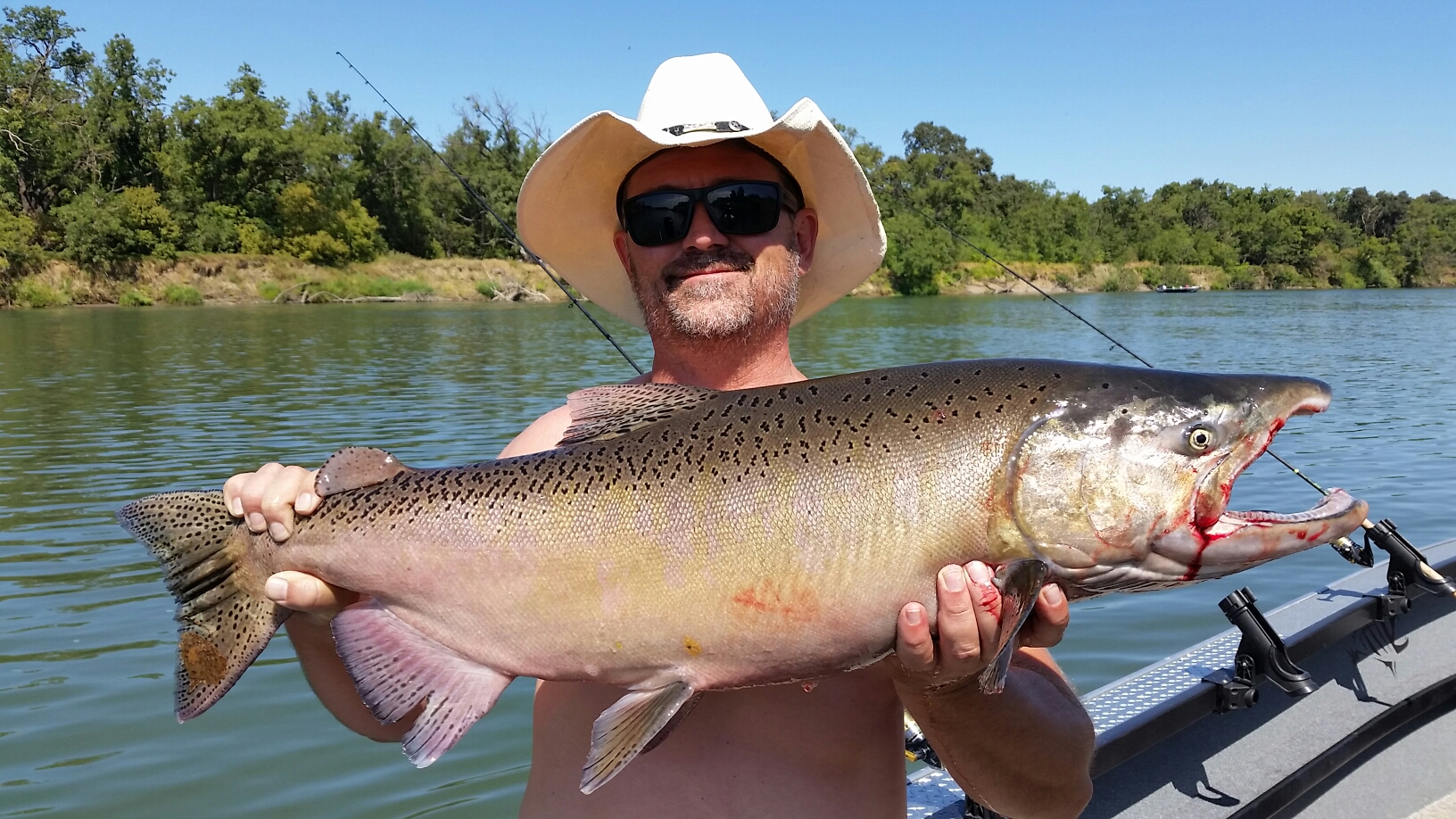 Todays report from the Lower Sac salmon scene.