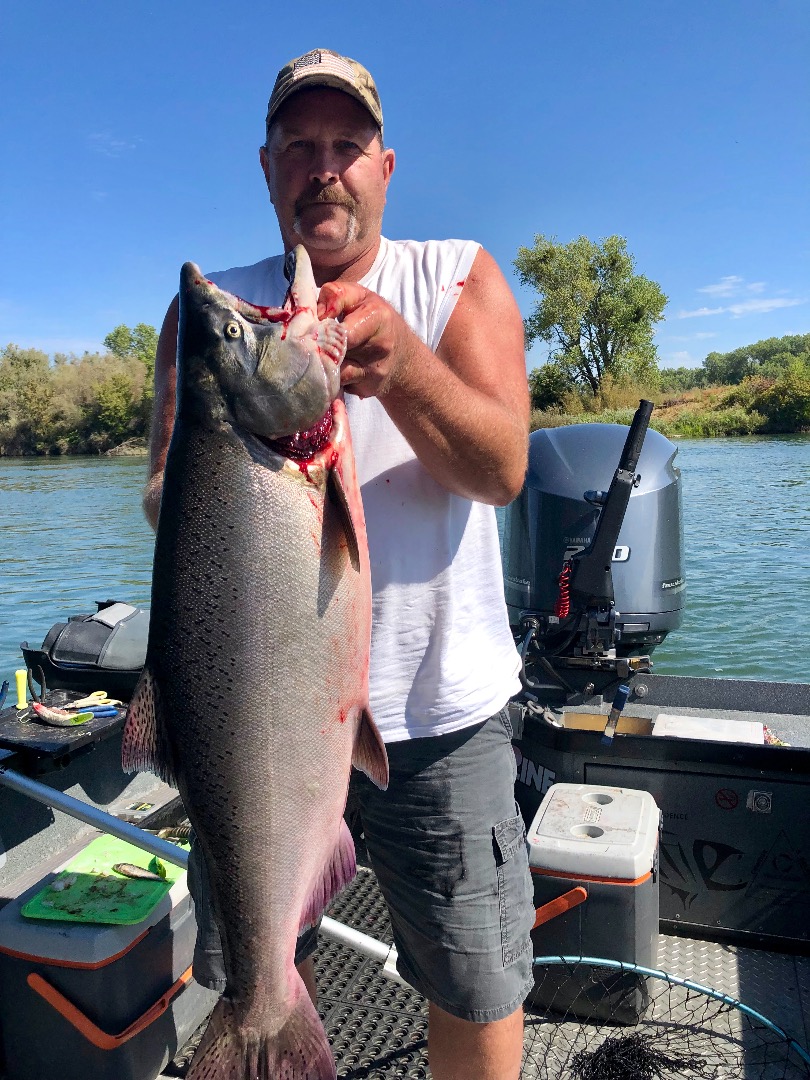Lower Sac salmon were on the bite today!