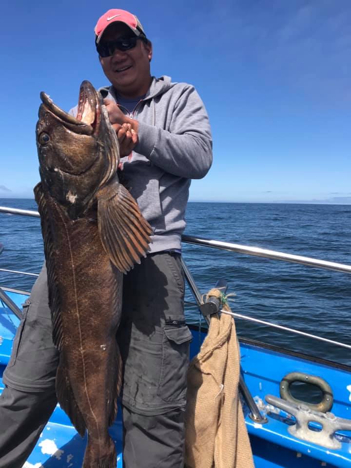 Lingcod up to 36 Pounds!