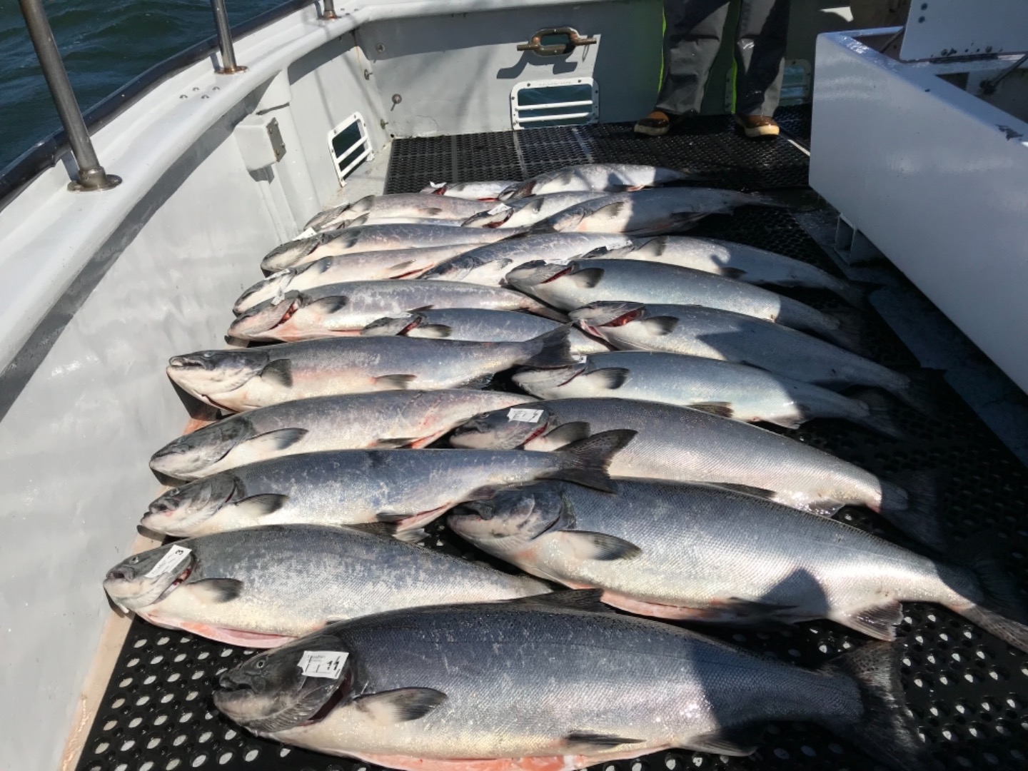 TigerFish Scores Limits of Hog Salmon!