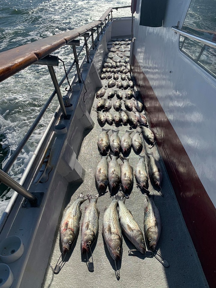 California Dawn Fish Report - Fish Report - September halibut