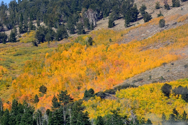 Golden Trout and Golden Trees