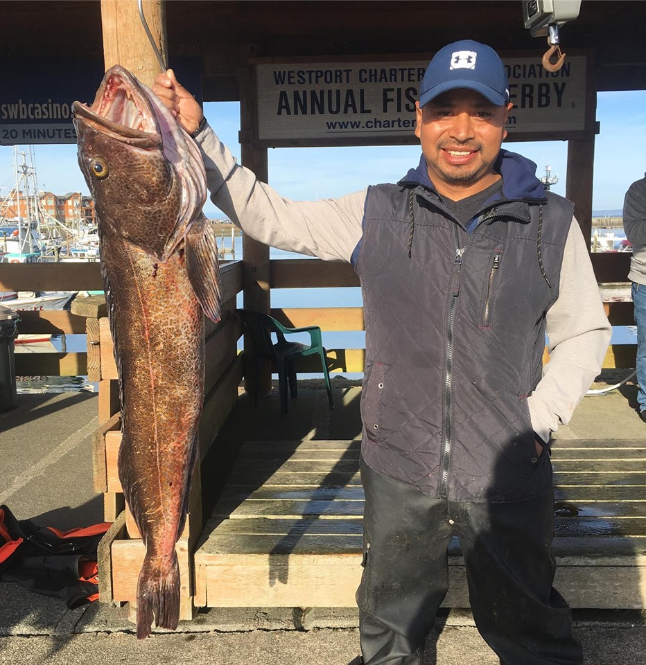 Lingcod Bite Is Going Off In Westport