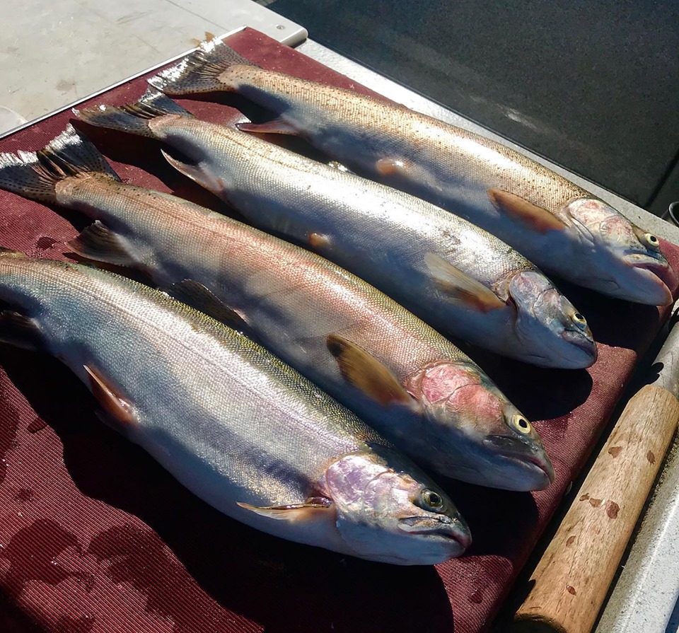 Fatties at Eagle Lake Today 