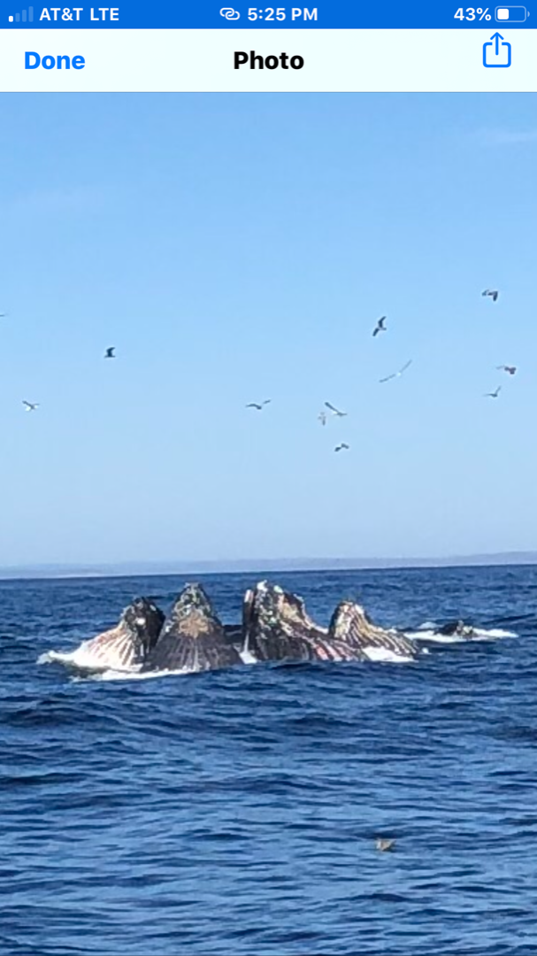 Farallon islands 