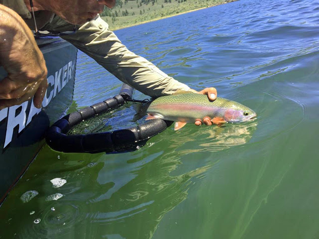 Jon Baiocchi Fly Fishing News: Skwala Stoneflies Are Starting to Hatch On  The Lower Yuba