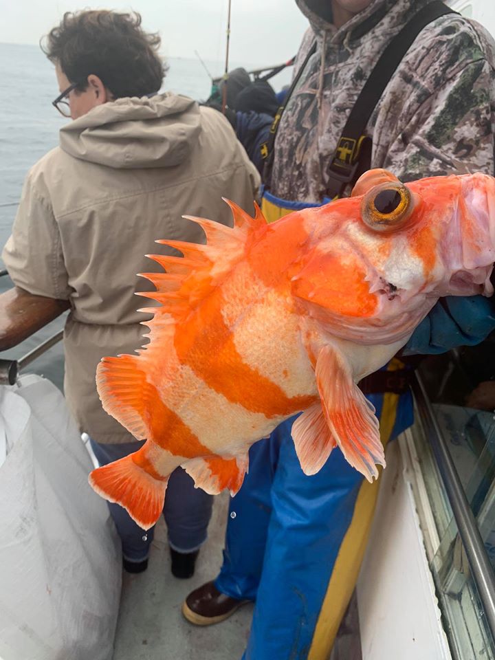 Solid Action for Crab/Rockfish Combo
