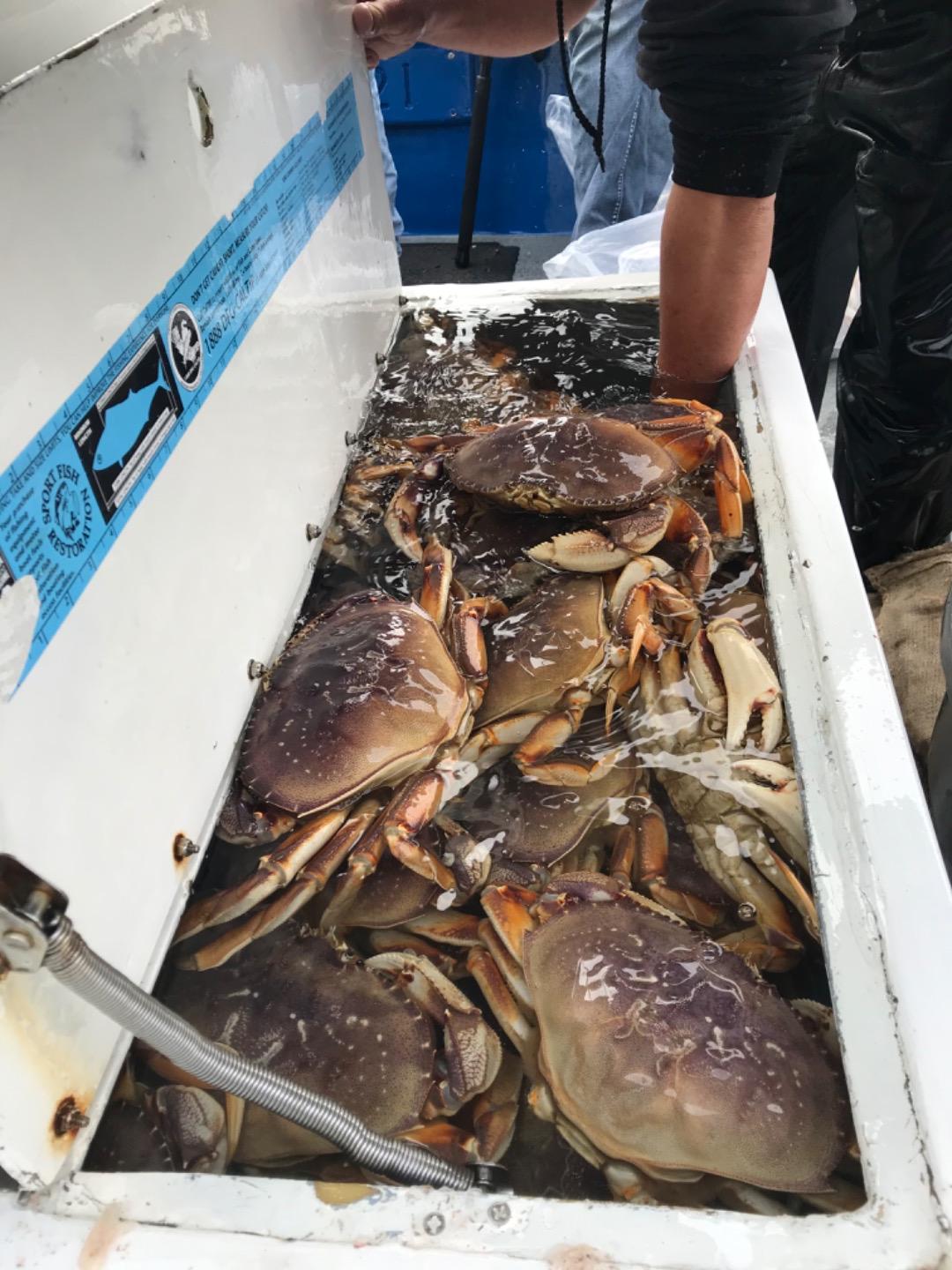 34 limits of Dungeness Crab...