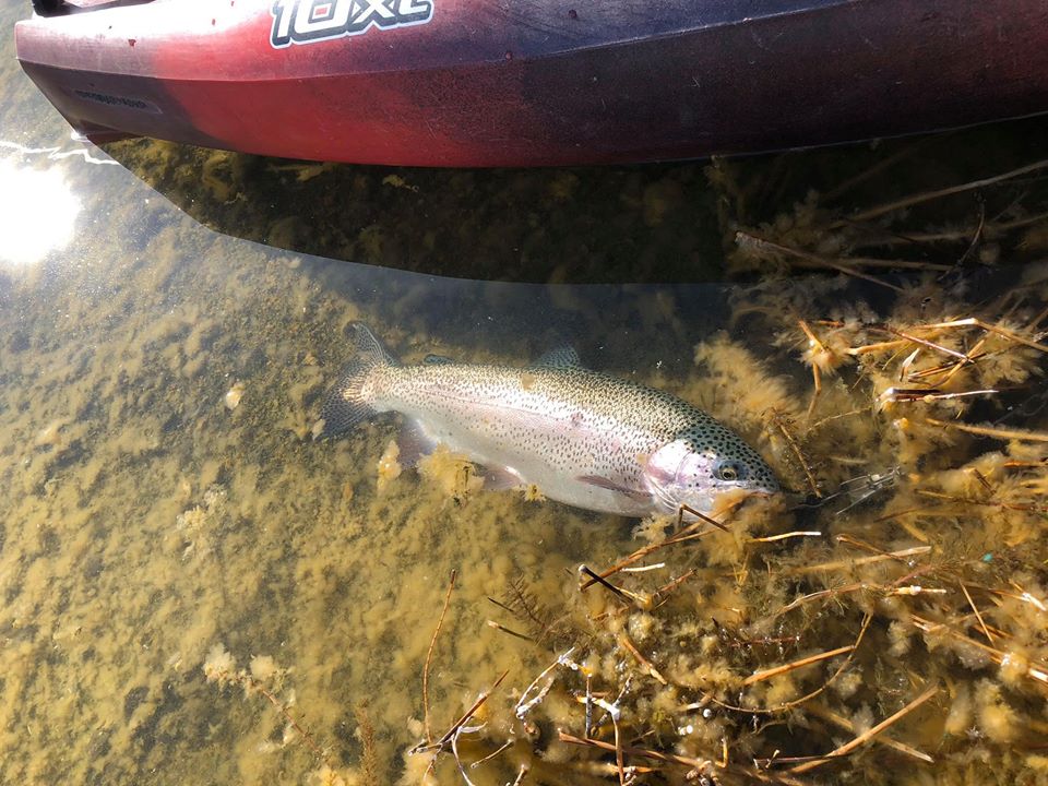 Eagle Lake Angler Report