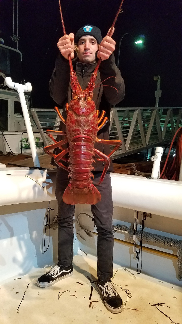 Lobster Hoop netting Southern California 