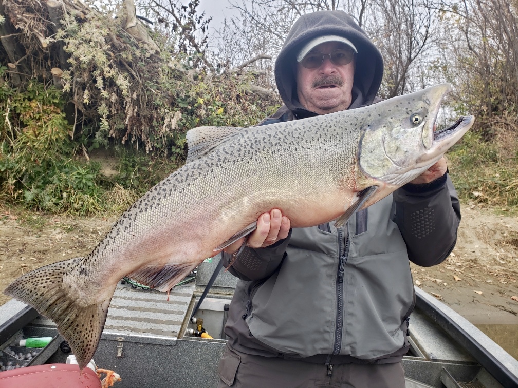 Sacramento River Late fall King bite turns on in the rain!