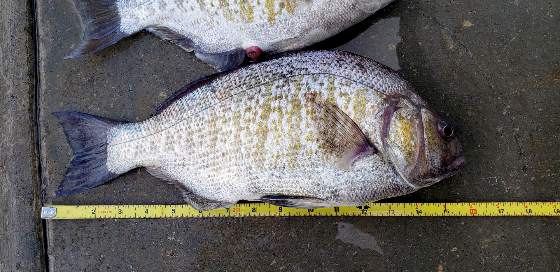 Santa Cruz Fish Report - Saltwater Report - Surfperch Fishing in