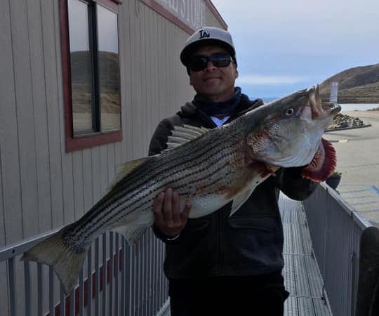 Impressive Striper caught off the - Diamond Valley Marina