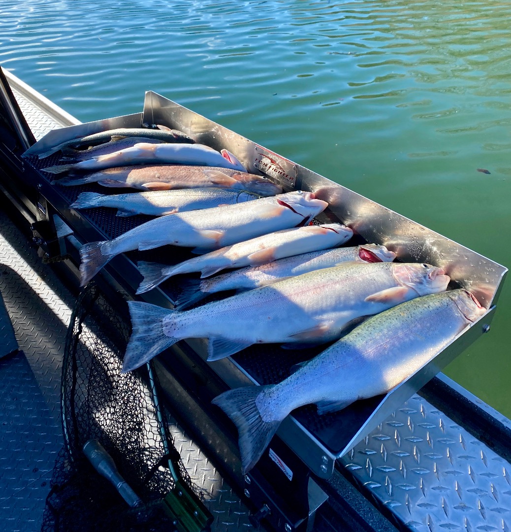 Trout bite wakes up on Shasta Lake.