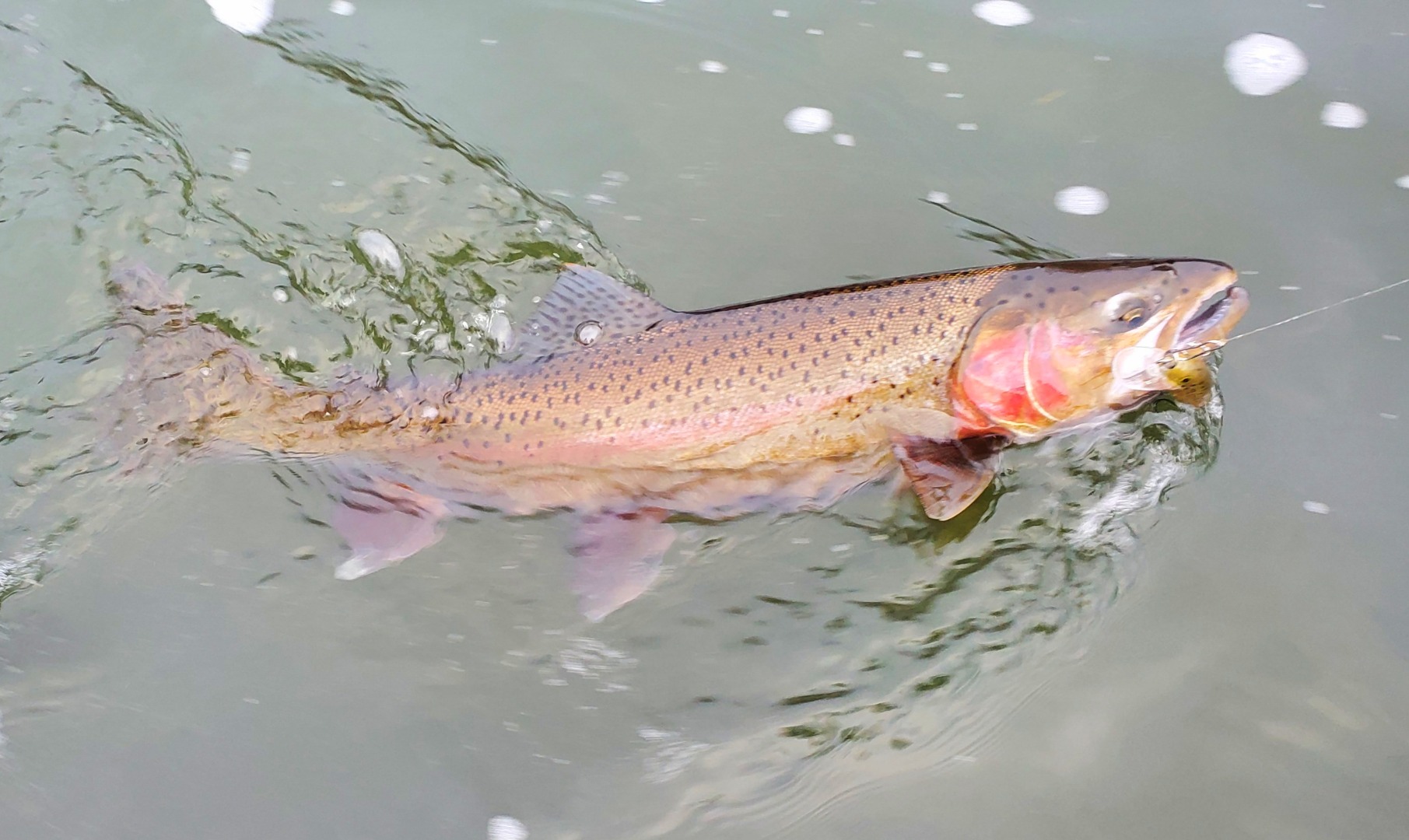 Klamath Steelhead tugging towards Christmas 