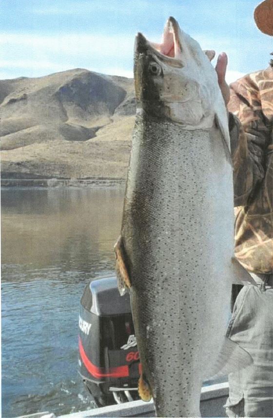 Topaz Lake - Gardnerville, NV - Fish Reports & Map